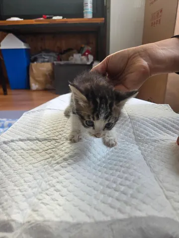 한국 고양이 · 00280, 가족을 기다리는 고양이