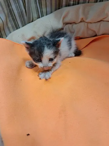 한국 고양이 · 00438, 가족을 기다리는 고양이