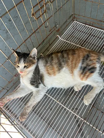 한국 고양이 · 00137, 가족을 기다리는 고양이
