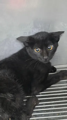 믹스묘 · 00220, 가족을 기다리는 고양이