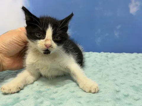 한국 고양이 · 00091, 가족을 기다리는 고양이