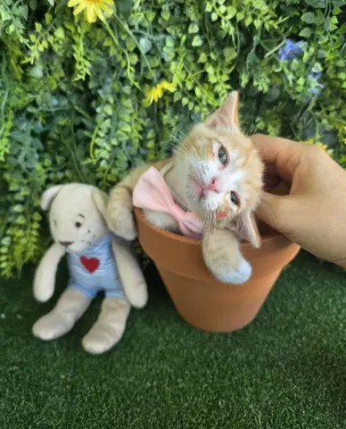 한국 고양이 · 00342, 가족을 기다리는 고양이