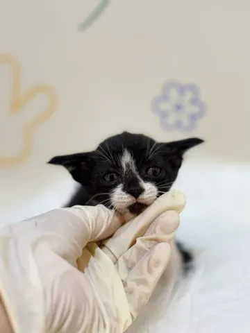 믹스묘 · 00182, 가족을 기다리는 고양이