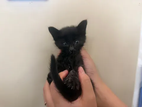 한국 고양이 · 00108, 가족을 기다리는 고양이