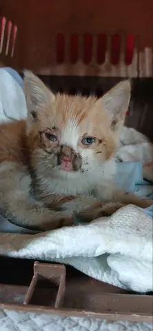 한국 고양이 · 00763, 가족을 기다리는 고양이