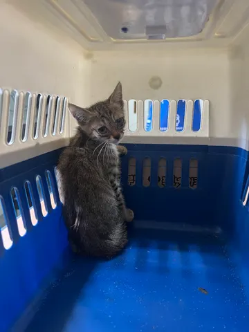 한국 고양이 · 00296, 가족을 기다리는 고양이