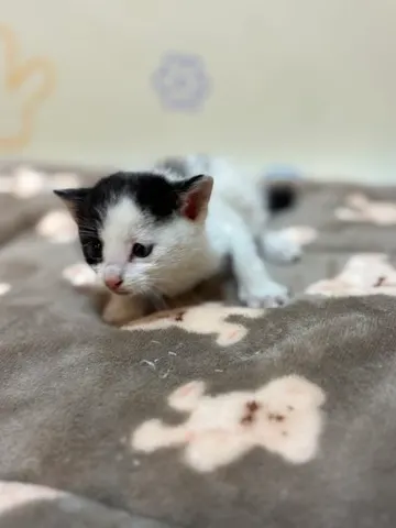 한국 고양이 · 00266, 가족을 기다리는 고양이