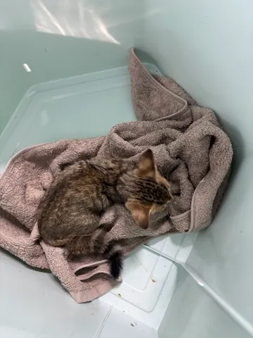 한국 고양이 · 01175, 가족을 기다리는 고양이