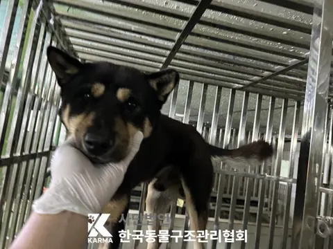 믹스견 · 00596, 가족을 기다리는 강아지