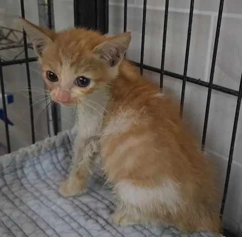 믹스묘 · 00718, 가족을 기다리는 고양이