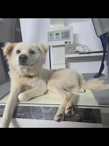 믹스견 · 00366, 가족을 기다리는 강아지