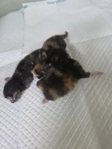 한국 고양이 · 00277, 가족을 기다리는 고양이