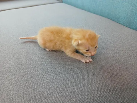 한국 고양이 · 00352, 가족을 기다리는 고양이