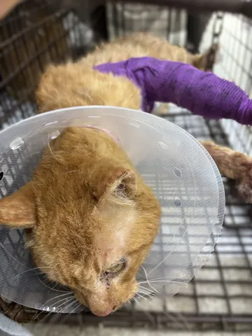 한국 고양이 · 00449, 가족을 기다리는 고양이