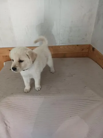 믹스견 · 00224, 가족을 기다리는 강아지