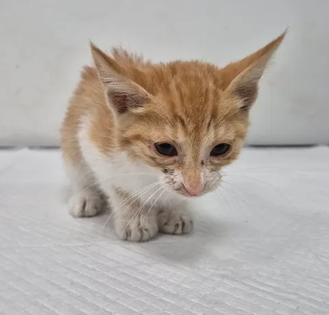 한국 고양이 · 00299, 가족을 기다리는 고양이