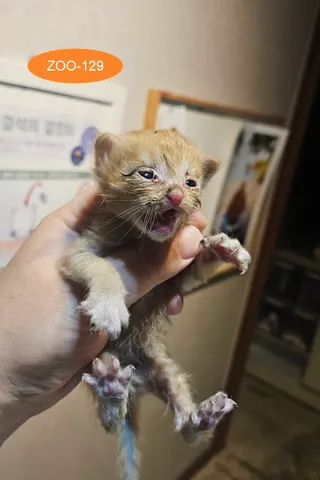 한국 고양이 · 00463, 가족을 기다리는 고양이