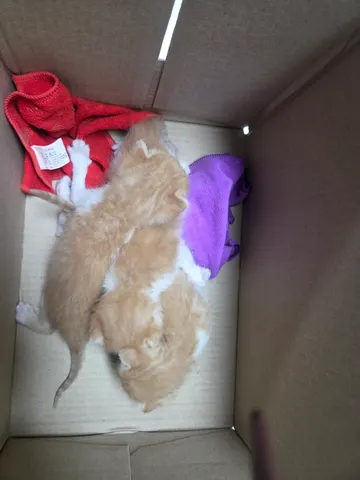 한국 고양이 · 00158, 가족을 기다리는 고양이