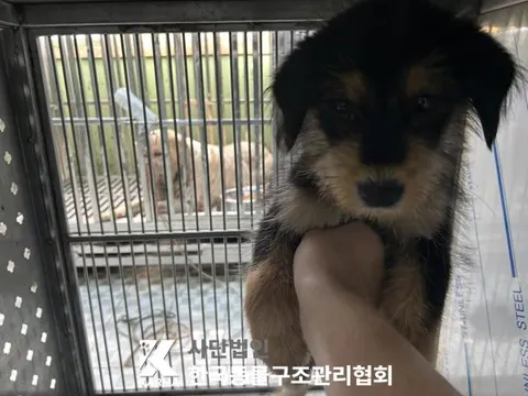 믹스견 · 00668, 가족을 기다리는 강아지