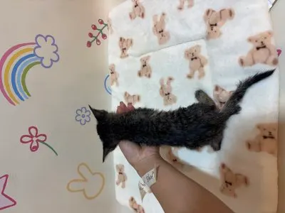 믹스묘 · 00236, 가족을 기다리는 고양이