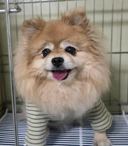 포메라니안 · 00327, 가족을 기다리는 강아지