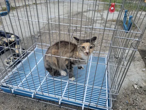 한국 고양이 · 00490, 가족을 기다리는 고양이