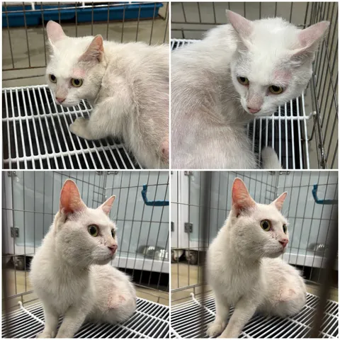 터키시 앙고라 · 00472, 가족을 기다리는 고양이