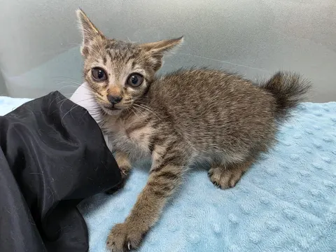 한국 고양이 · 00054, 가족을 기다리는 고양이