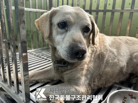 라브라도 리트리버 · 00669, 가족을 기다리는 강아지