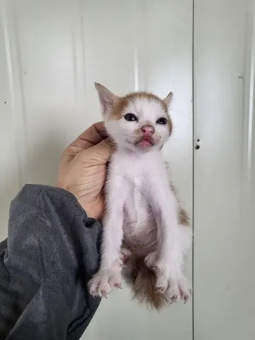 한국 고양이 · 00303, 가족을 기다리는 고양이