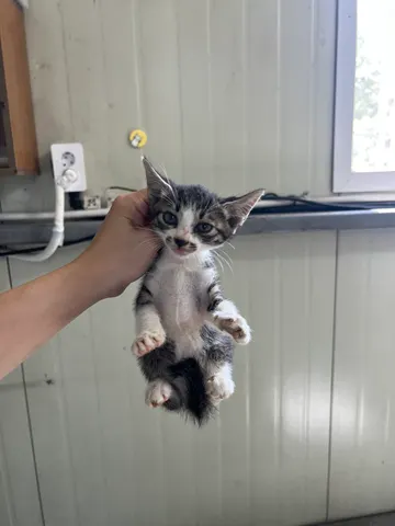 한국 고양이 · 00101, 가족을 기다리는 고양이