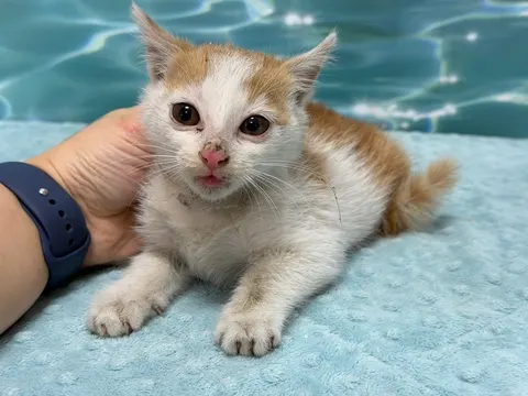 한국 고양이 · 00135, 가족을 기다리는 고양이