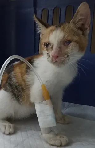한국 고양이 · 00254, 가족을 기다리는 고양이