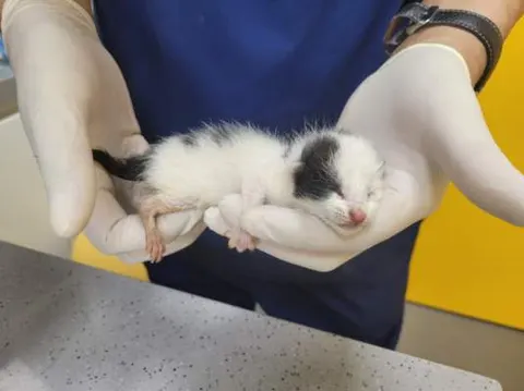 한국 고양이 · 01999, 가족을 기다리는 고양이