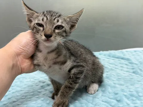 한국 고양이 · 00075, 가족을 기다리는 고양이