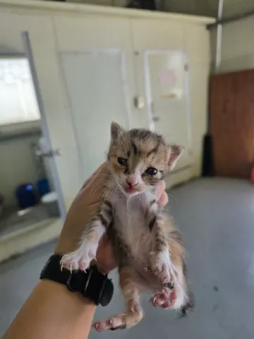 한국 고양이 · 00301, 가족을 기다리는 고양이