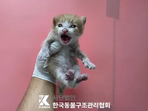 한국 고양이 · 00372, 가족을 기다리는 고양이