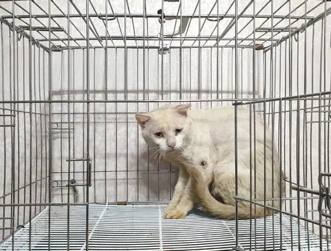 한국 고양이 · 00376, 가족을 기다리는 고양이