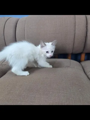 믹스묘 · 00373, 가족을 기다리는 고양이