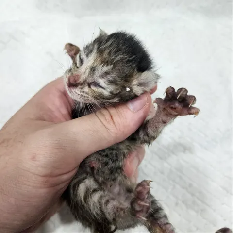 한국 고양이 · 00228, 가족을 기다리는 고양이