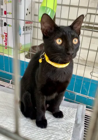 한국 고양이 · 00395, 가족을 기다리는 고양이