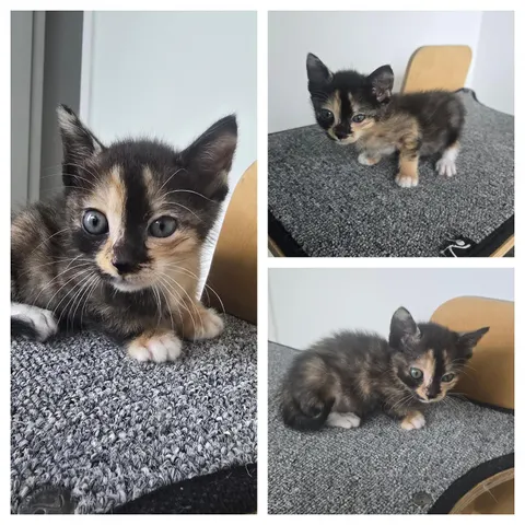 한국 고양이 · 00444, 가족을 기다리는 고양이
