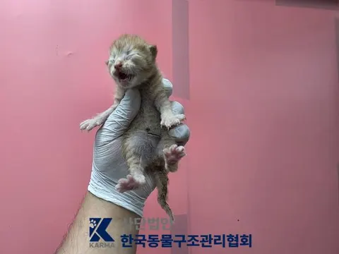 한국 고양이 · 00690, 가족을 기다리는 고양이