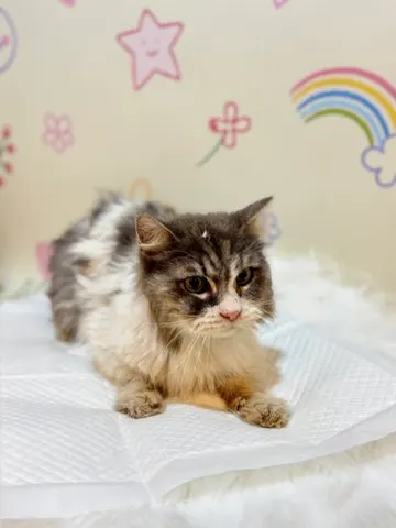 페르시안 · 00234, 가족을 기다리는 고양이