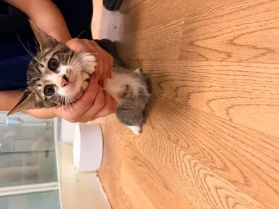 믹스묘 · 00232, 가족을 기다리는 고양이