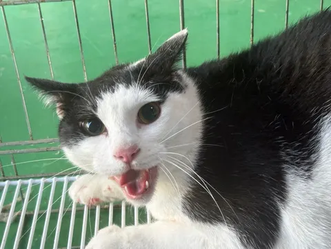 한국 고양이 · 00650, 가족을 기다리는 고양이
