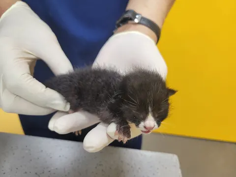 한국 고양이 · 02000, 가족을 기다리는 고양이