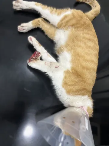 한국 고양이 · 00450, 가족을 기다리는 고양이