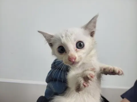 한국 고양이 · 00525, 가족을 기다리는 고양이