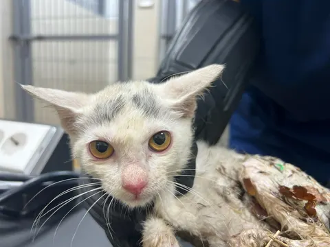 한국 고양이 · 02059, 가족을 기다리는 고양이